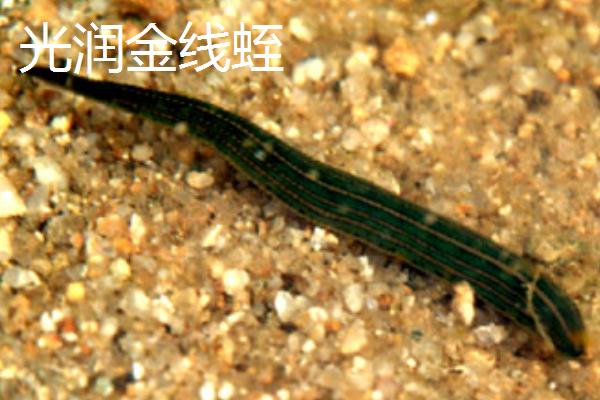 养水蛭的作用，常见宽体金线蛭、尖细金线蛭等品种