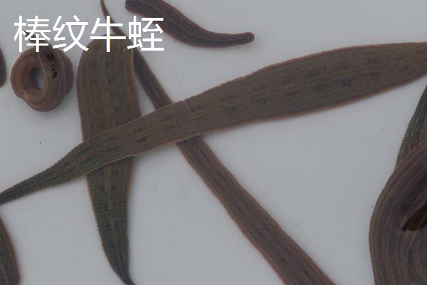 养水蛭的作用，常见宽体金线蛭、尖细金线蛭等品种