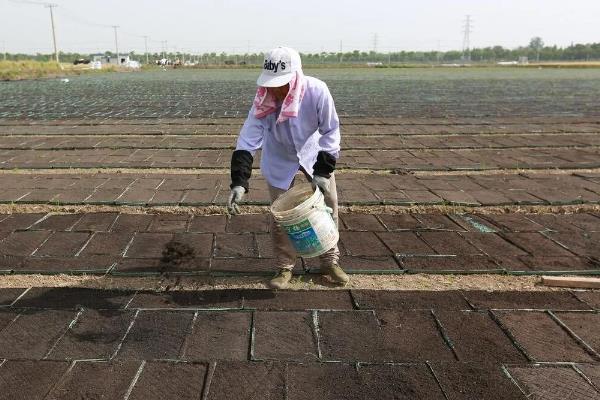 水稻使用复合肥和尿素的用量，亩施复合肥60-80斤、尿素20-30斤