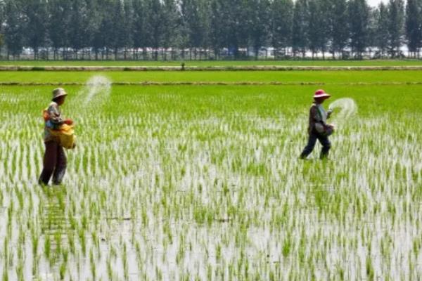 水稻使用复合肥和尿素的用量，亩施复合肥60-80斤、尿素20-30斤