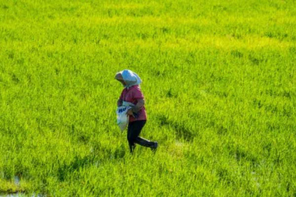 水稻使用复合肥和尿素的用量，亩施复合肥60-80斤、尿素20-30斤