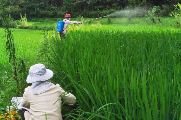 水稻使用复合肥和尿素的用量，亩施复合肥60-80斤、尿素20-30斤