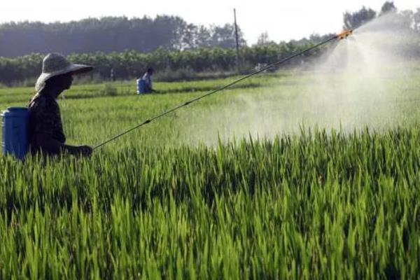 水稻使用复合肥和尿素的用量，亩施复合肥60-80斤、尿素20-30斤