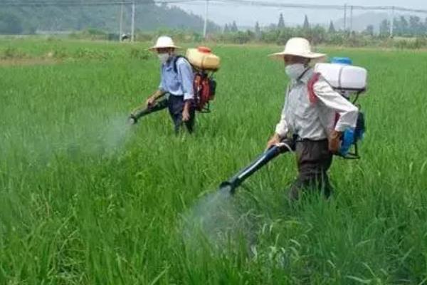 水稻使用复合肥和尿素的用量，亩施复合肥60-80斤、尿素20-30斤