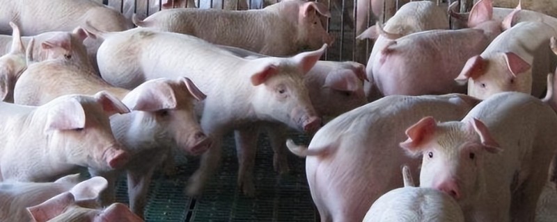 非洲猪瘟打针会退烧吗，通常会退烧