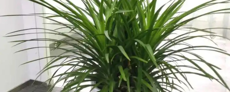 龙须兰的养殖方式，生长期每隔半个月追肥一次