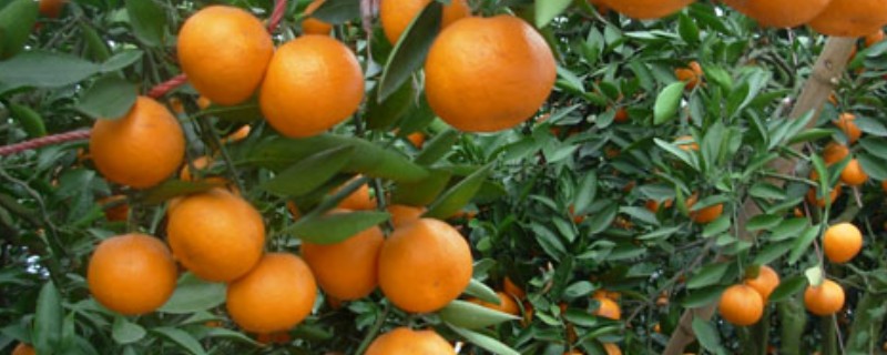 柑橘的施肥方式，春梢萌发前主施氮肥