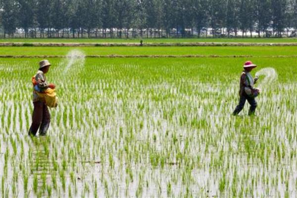 水稻的施肥技巧，心叶卷曲呈淡黄色时要追肥