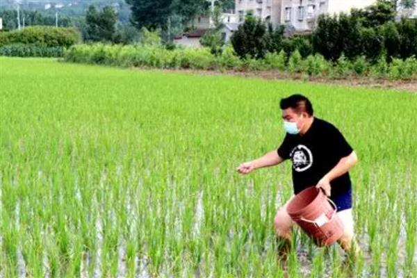 水稻的施肥技巧，心叶卷曲呈淡黄色时要追肥