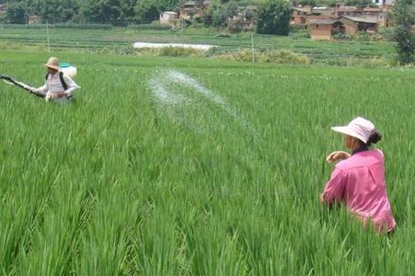 水稻的施肥技巧，心叶卷曲呈淡黄色时要追肥