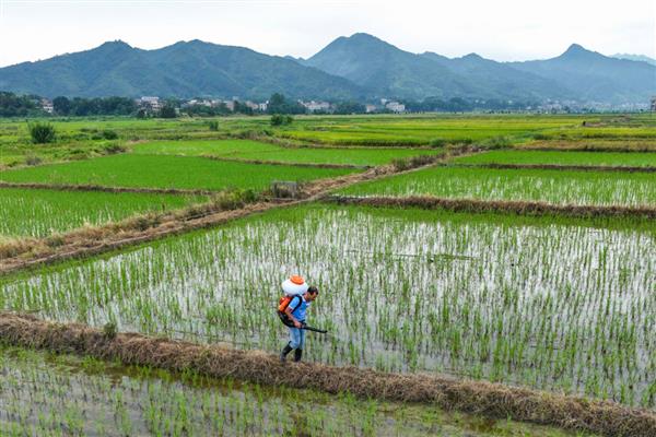 水稻的施肥技巧，心叶卷曲呈淡黄色时要追肥