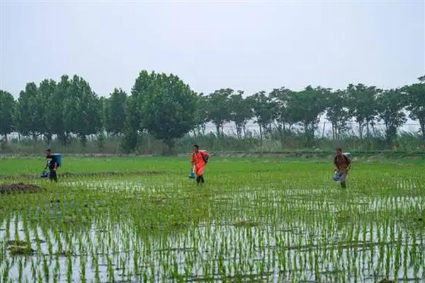 水稻的施肥技巧，心叶卷曲呈淡黄色时要追肥