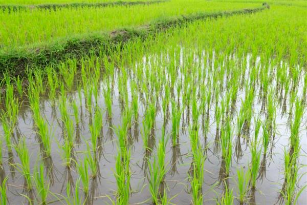 水稻的施肥技巧，心叶卷曲呈淡黄色时要追肥