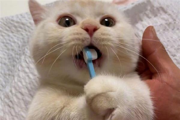 猫咪有口臭如何解决，定期清洁口腔可防止滋生牙菌斑
