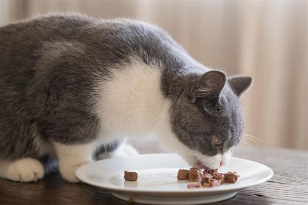 猫咪有口臭如何解决，定期清洁口腔可防止滋生牙菌斑