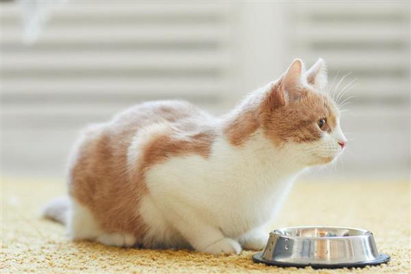 猫咪有口臭如何解决，定期清洁口腔可防止滋生牙菌斑