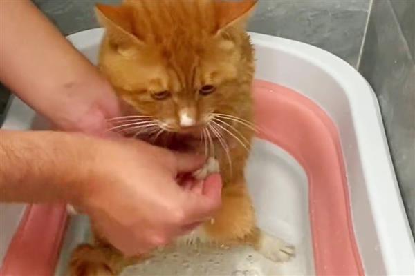 猫咪有口臭如何解决，定期清洁口腔可防止滋生牙菌斑