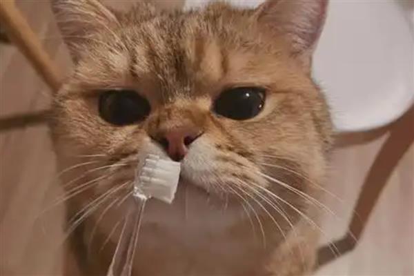 猫咪有口臭如何解决，定期清洁口腔可防止滋生牙菌斑