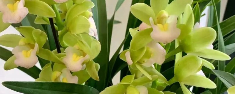兰花的养殖方法，春秋季每隔两三天浇水一次