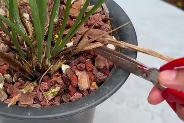 兰花的养殖方法，春秋季每隔两三天浇水一次