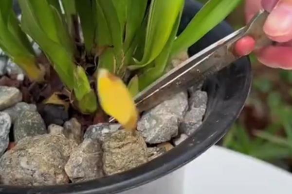 兰花的养殖方法，春秋季每隔两三天浇水一次