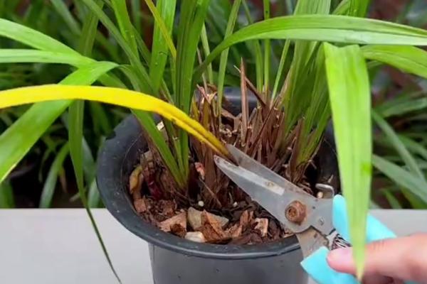 兰花的养殖方法，春秋季每隔两三天浇水一次