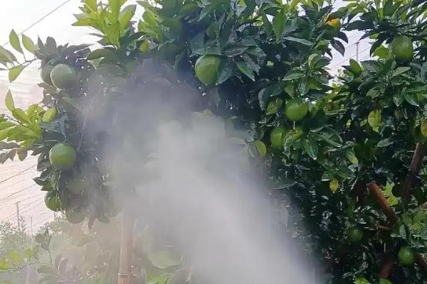 啶虫脒如何使用，针对不同病虫害的使用方法不同