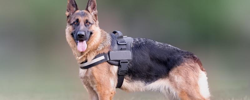 国内有什么警犬，德国牧羊犬、罗威纳犬等品种很常见