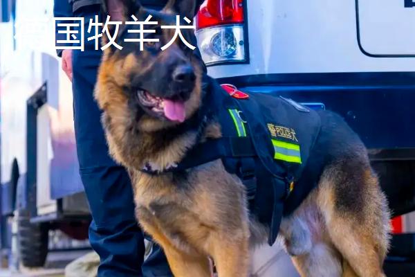 国内有什么警犬，德国牧羊犬、罗威纳犬等品种很常见