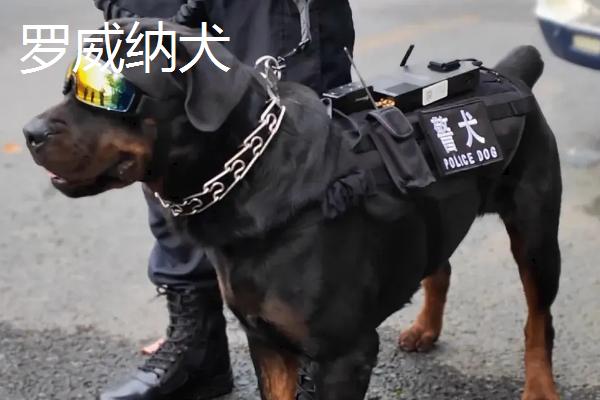 国内有什么警犬，德国牧羊犬、罗威纳犬等品种很常见
