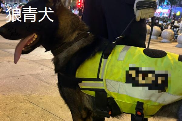 国内有什么警犬，德国牧羊犬、罗威纳犬等品种很常见