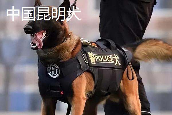 国内有什么警犬，德国牧羊犬、罗威纳犬等品种很常见