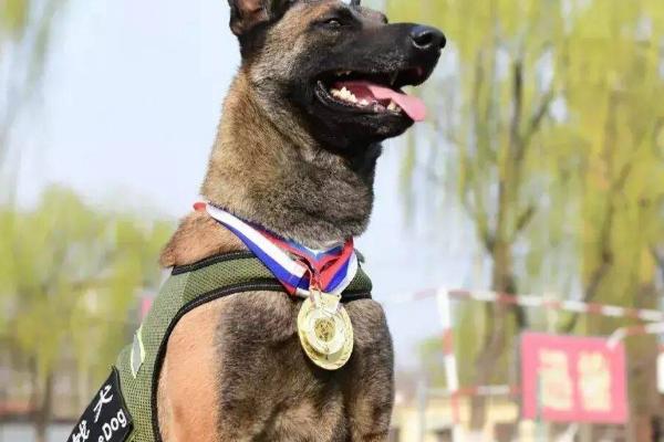 国内有什么警犬，德国牧羊犬、罗威纳犬等品种很常见