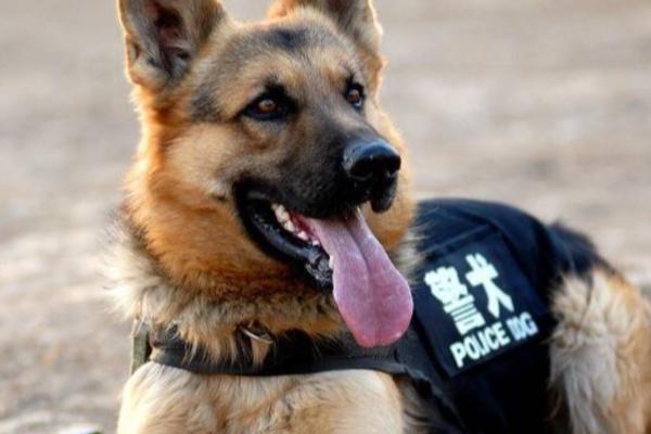 国内有什么警犬，德国牧羊犬、罗威纳犬等品种很常见