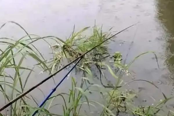 鳊鱼的生活习性，最适生存温度20-28℃