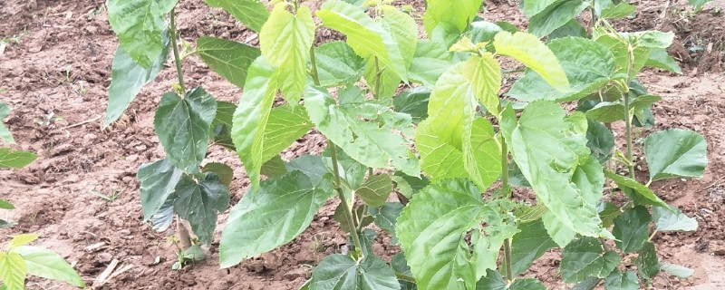 桑树苗多长时间可以养蚕，种植后第2年就可以进行养蚕