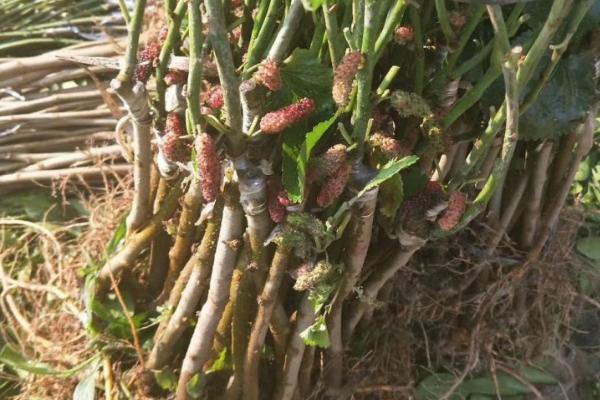 桑树苗多长时间可以养蚕，种植后第2年就可以进行养蚕