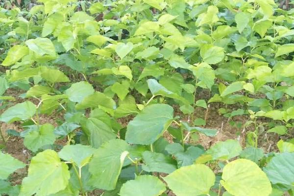 桑树苗多长时间可以养蚕，种植后第2年就可以进行养蚕