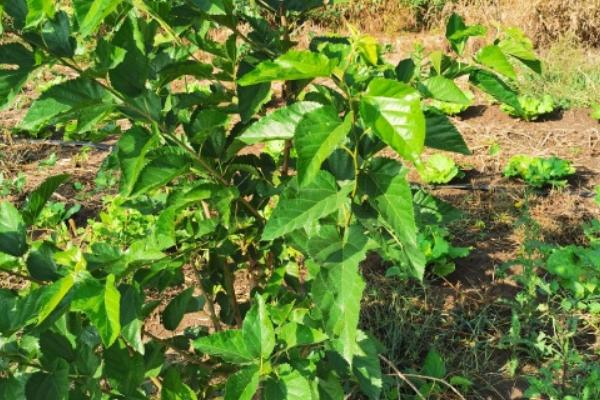 桑树苗多长时间可以养蚕，种植后第2年就可以进行养蚕