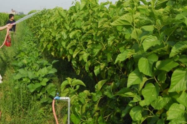 桑树苗多长时间可以养蚕，种植后第2年就可以进行养蚕