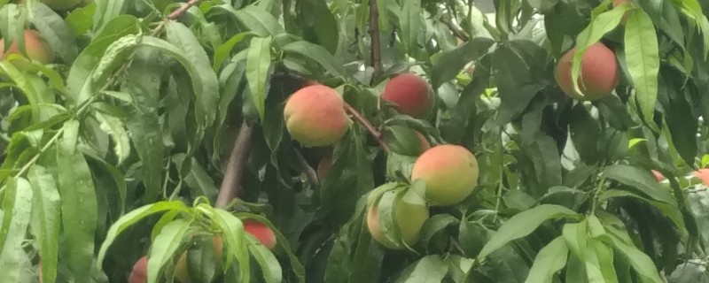 桃子如何传播种子，会自动掉落或动物传播
