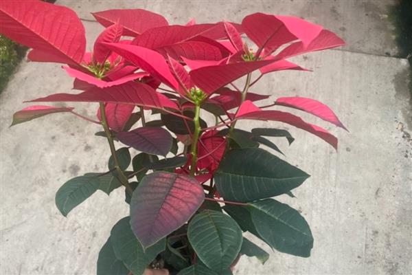 一品红的花期，12月可持续至来年的2月