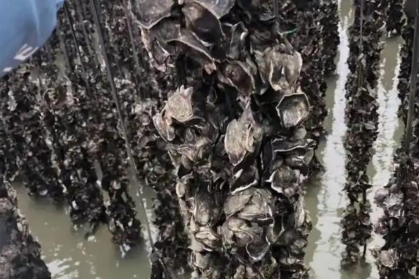 生蚝的养殖方法，可插竹养殖、延绳养殖、立柱养殖等