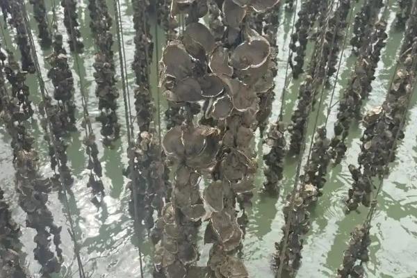 生蚝的养殖方法，可插竹养殖、延绳养殖、立柱养殖等