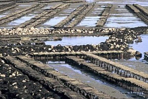 生蚝的养殖方法，可插竹养殖、延绳养殖、立柱养殖等