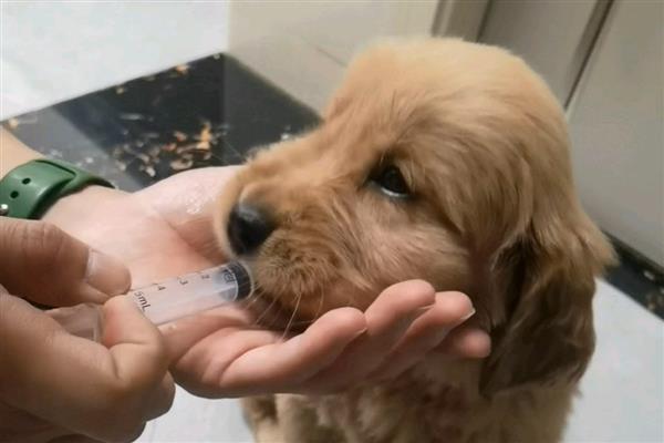 狗狗一吃东西就呕吐怎么办，可进行1-2餐的禁食