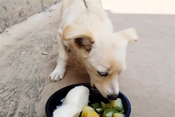 狗狗一吃东西就呕吐怎么办，可进行1-2餐的禁食