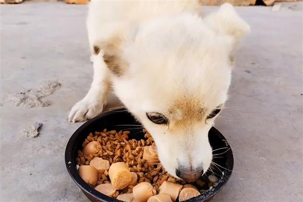 狗狗一吃东西就呕吐怎么办，可进行1-2餐的禁食