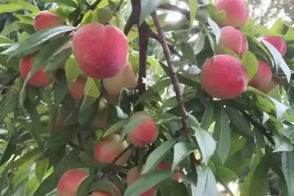 桃子如何传播种子，会自动掉落或动物传播