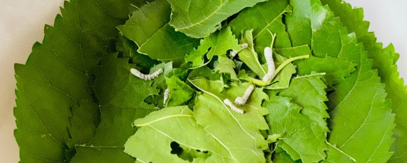 蚕宝宝的生长阶段，分为蚕卵、幼虫、结茧、成虫